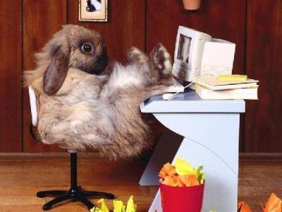 20090206132828-bunny.jpg